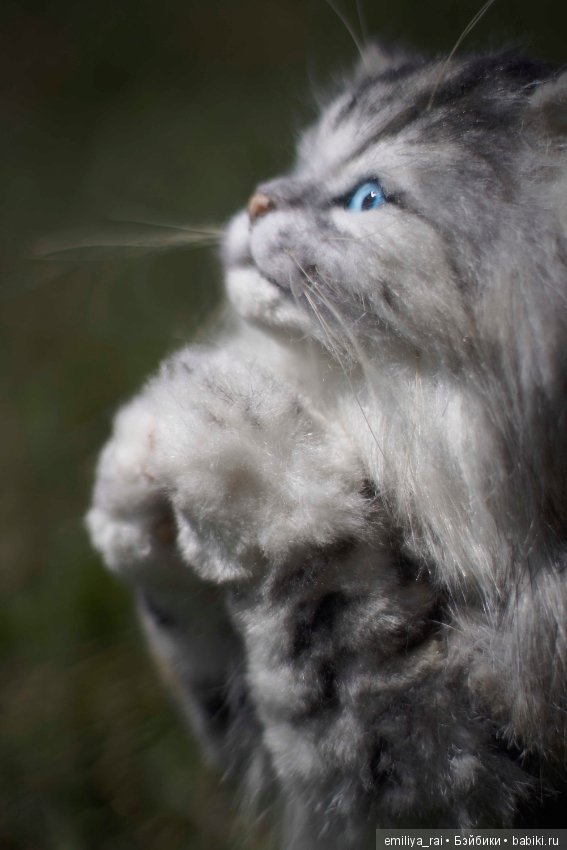 Длинношерстный котенок тедди (фото 4)