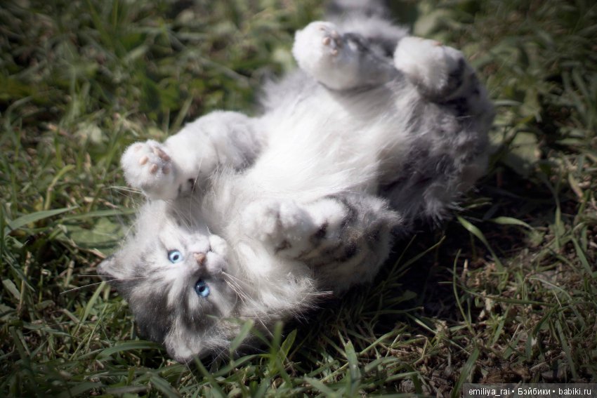 Длинношерстный котенок тедди (фото 5)