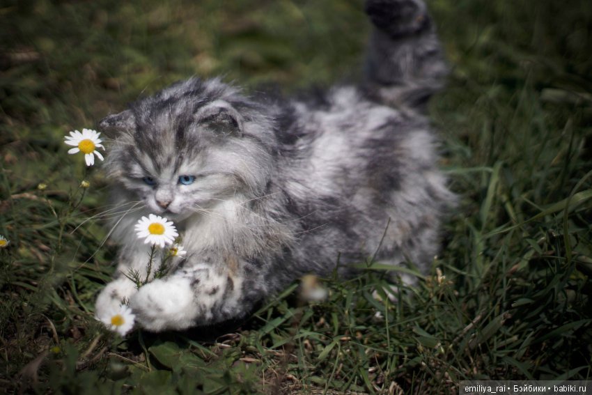 Длинношерстный котенок тедди (фото 9)