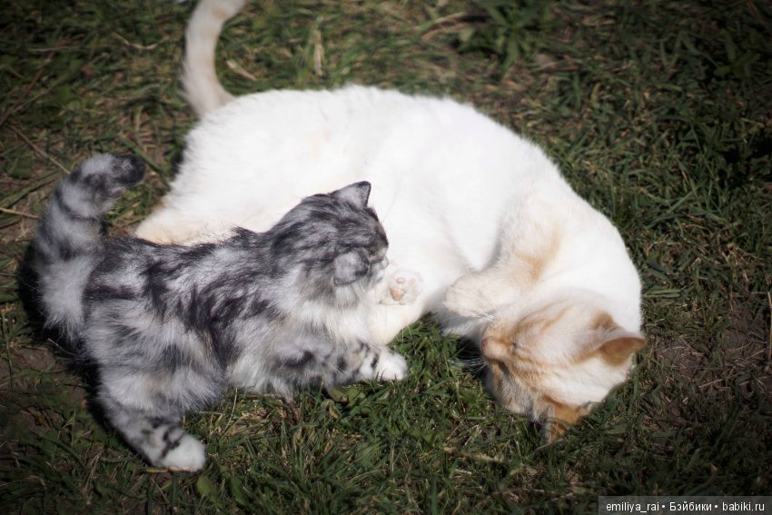 Длинношерстный котенок тедди (фото 8)