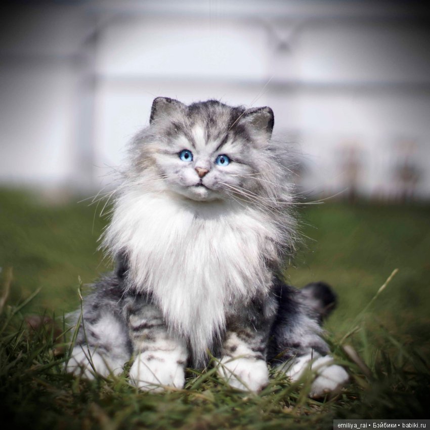 Длинношерстный котенок тедди