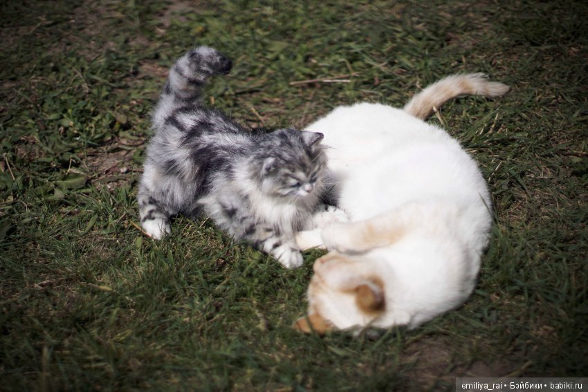 Длинношерстный котенок тедди (фото 7)