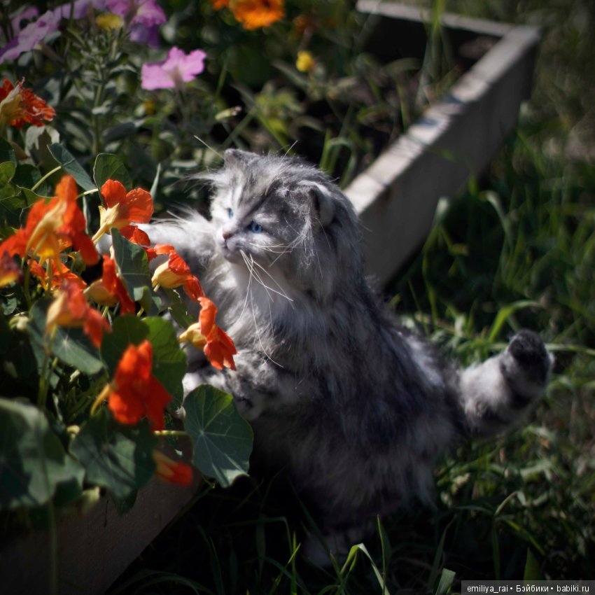 Длинношерстный котенок тедди (фото 10)