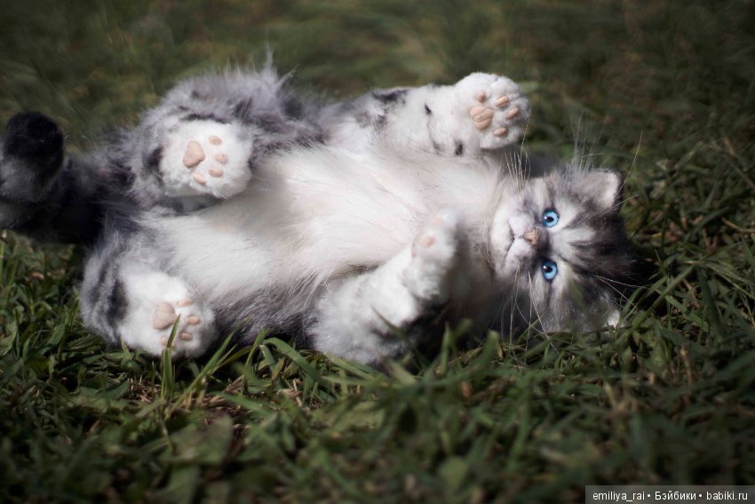 Длинношерстный котенок тедди (фото 3)