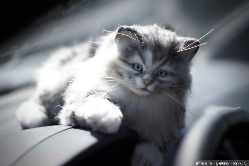 Длинношерстный котенок тедди (фото 6)