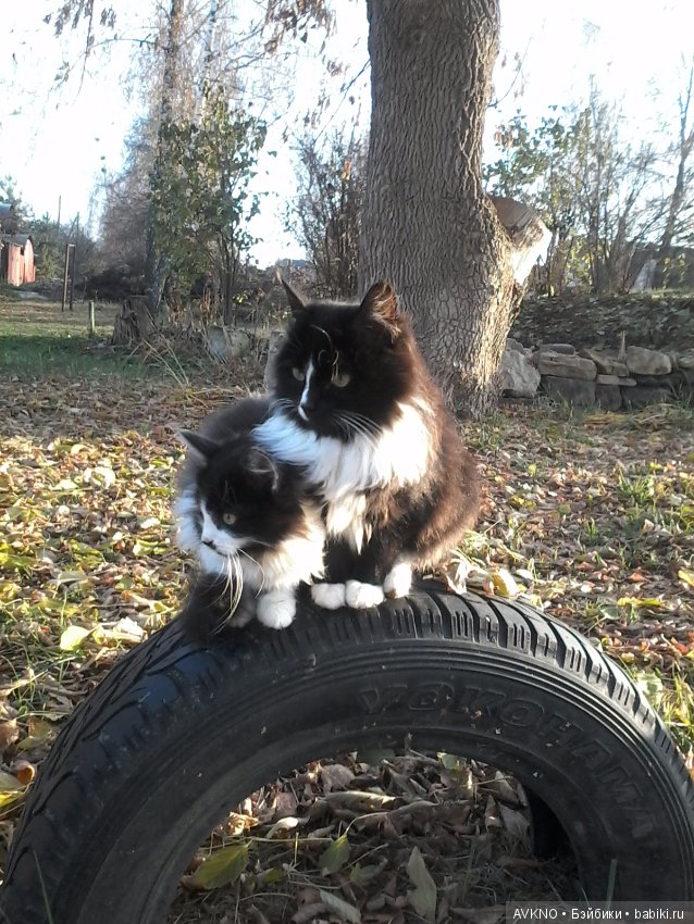 Мягкие,пушистые наши друзья