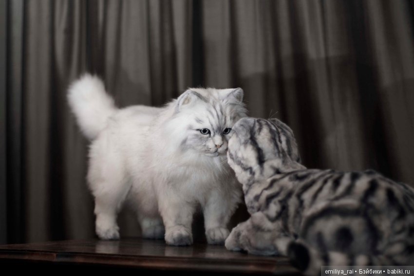 Шотландская вислоухая кошечка в стиле натюр