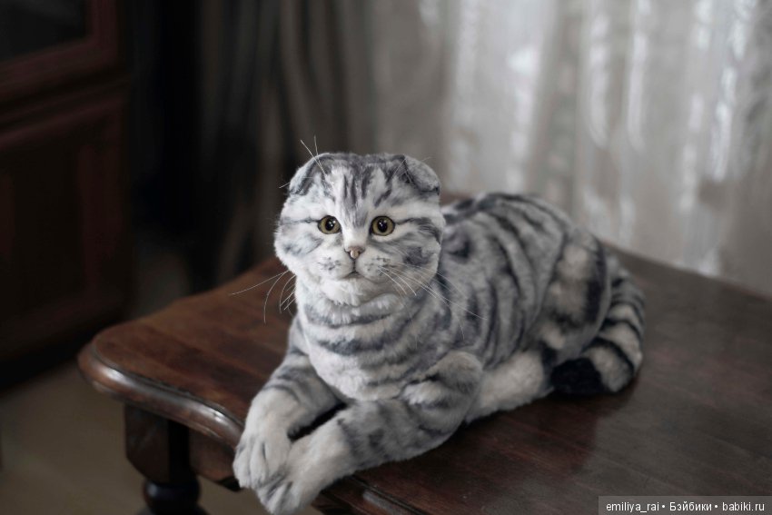 Шотландская вислоухая кошечка в стиле натюр