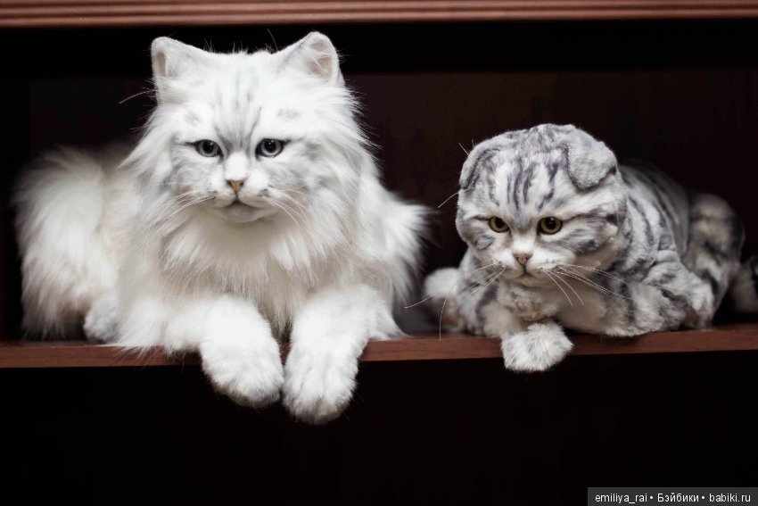 Шотландская вислоухая кошечка в стиле натюр