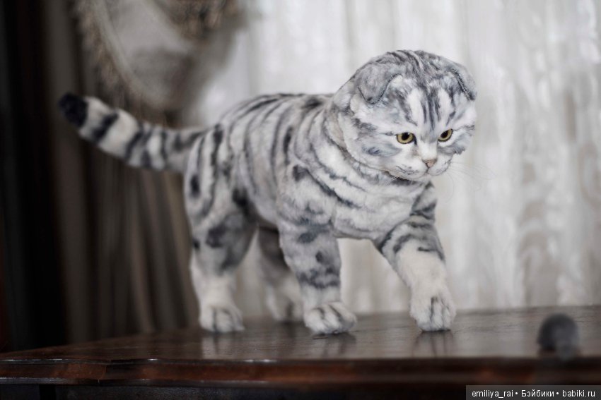 Шотландская вислоухая кошечка в стиле натюр (фото 4)