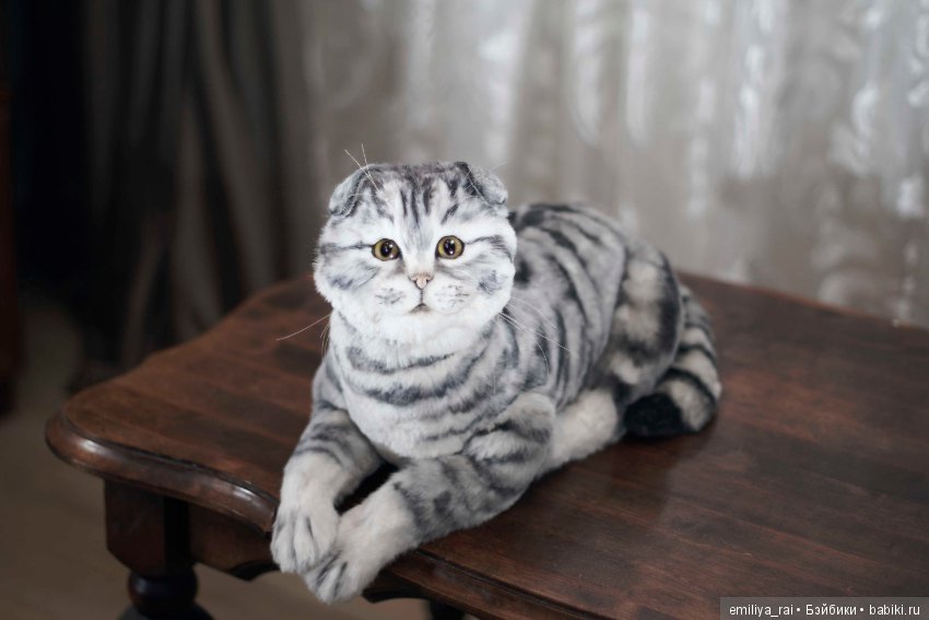 Шотландская вислоухая кошечка в стиле натюр (фото 9)