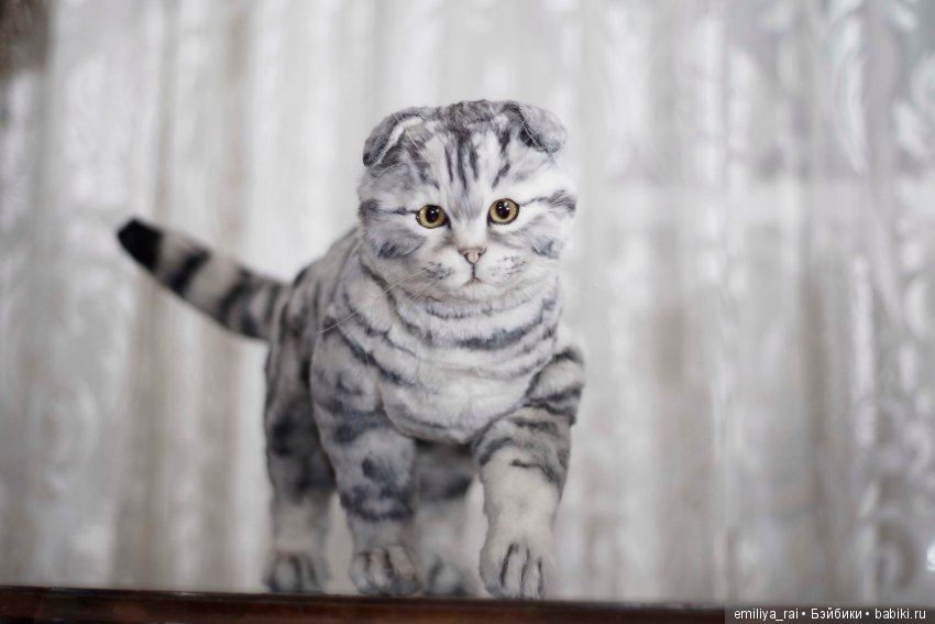 Шотландская вислоухая кошечка в стиле натюр