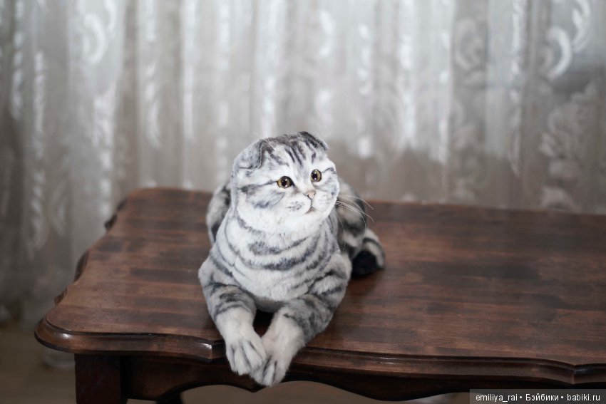 Шотландская вислоухая кошечка в стиле натюр (фото 10)