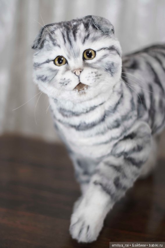 Шотландская вислоухая кошечка в стиле натюр (фото 6)
