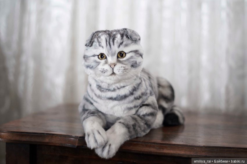 Шотландская вислоухая кошечка в стиле натюр (фото 8)