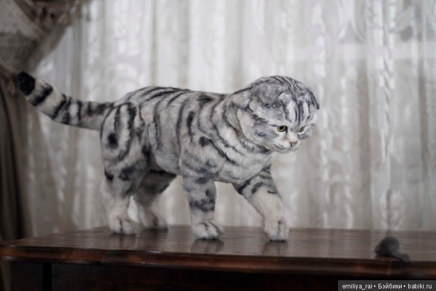 Шотландская вислоухая кошечка в стиле натюр (фото 2)
