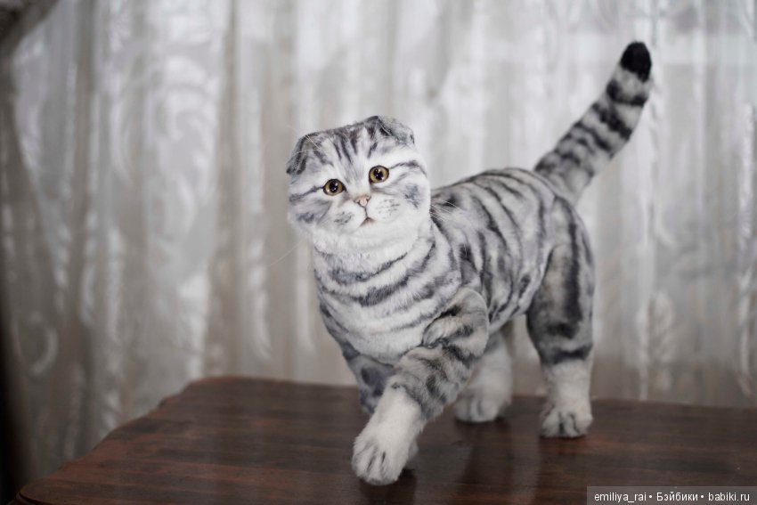 Шотландская вислоухая кошечка в стиле натюр (фото 5)