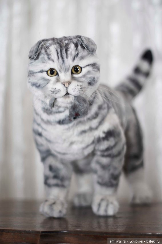 Шотландская вислоухая кошечка в стиле натюр (фото 7)