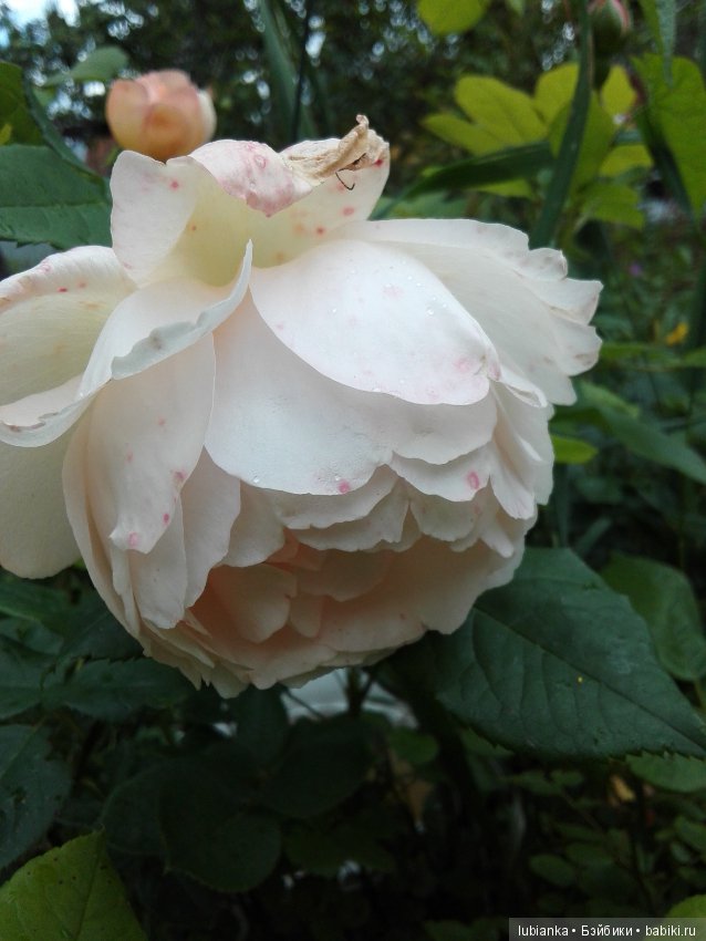 Лучше нету того цвета — Болталка и разговоры обо всем: жизнь