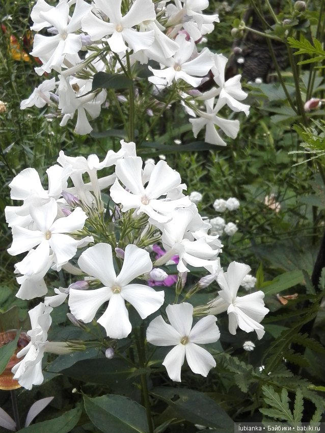 Лучше нету того цвета — Болталка и разговоры обо всем: жизнь