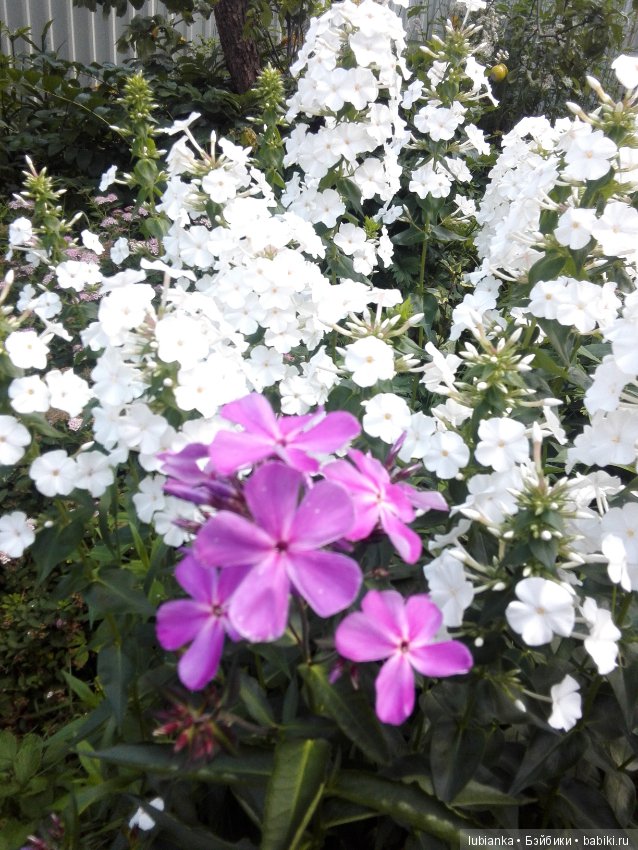 Лучше нету того цвета — Болталка и разговоры обо всем: жизнь