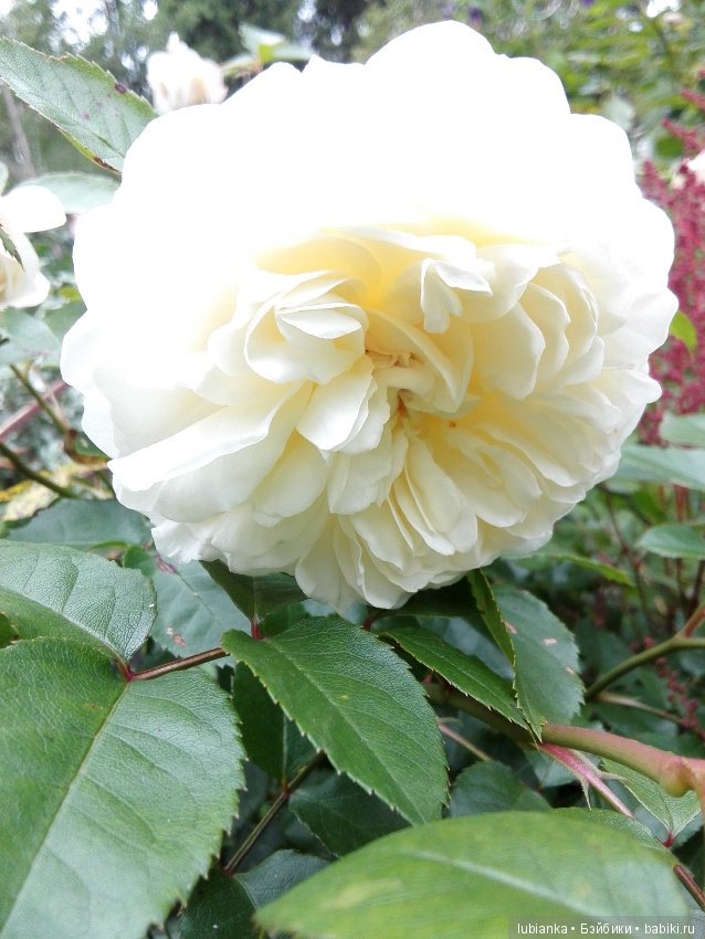 Лучше нету того цвета — Болталка и разговоры обо всем: жизнь