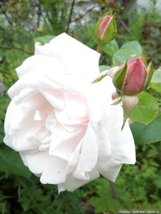 Лучше нету того цвета — Болталка и разговоры обо всем: жизнь