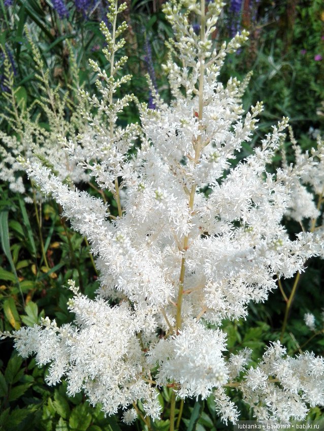 Лучше нету того цвета — Болталка и разговоры обо всем: жизнь