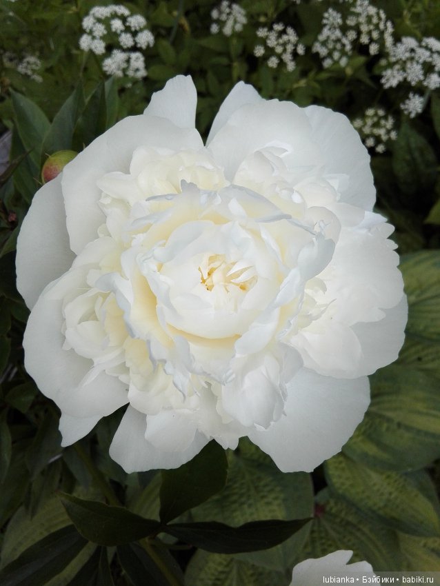 Лучше нету того цвета — Болталка и разговоры обо всем: жизнь