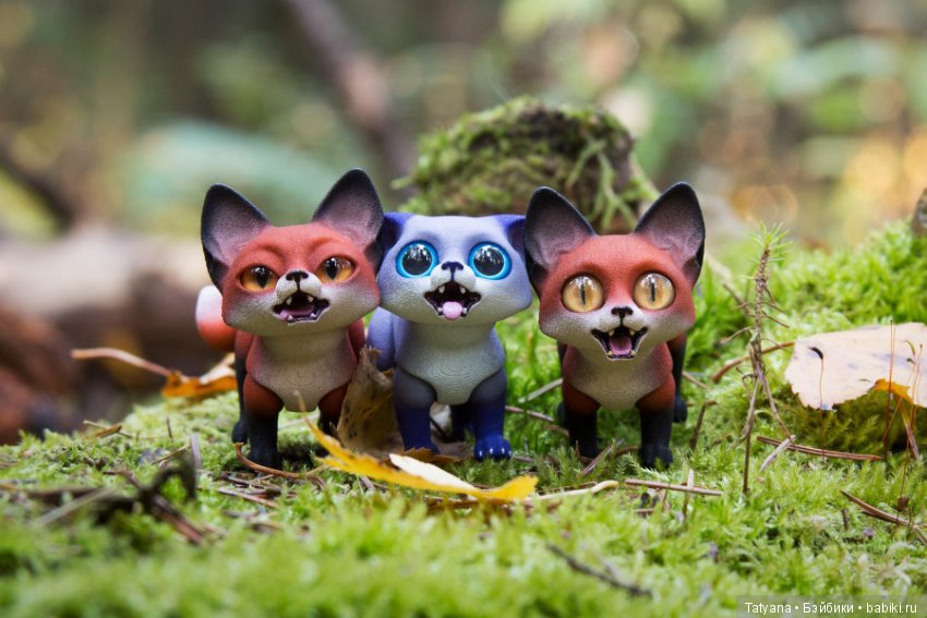 Лисички у Walloya Morring (фото 4)