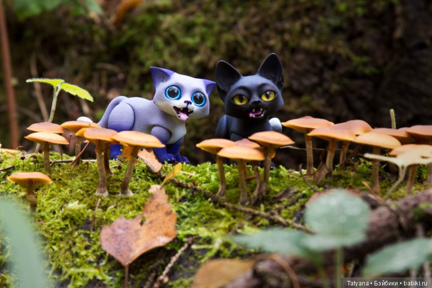 Лисички у Walloya Morring (фото 3)