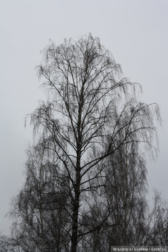 С первым снегом — Красивая природа и цветы: фото пейзажей