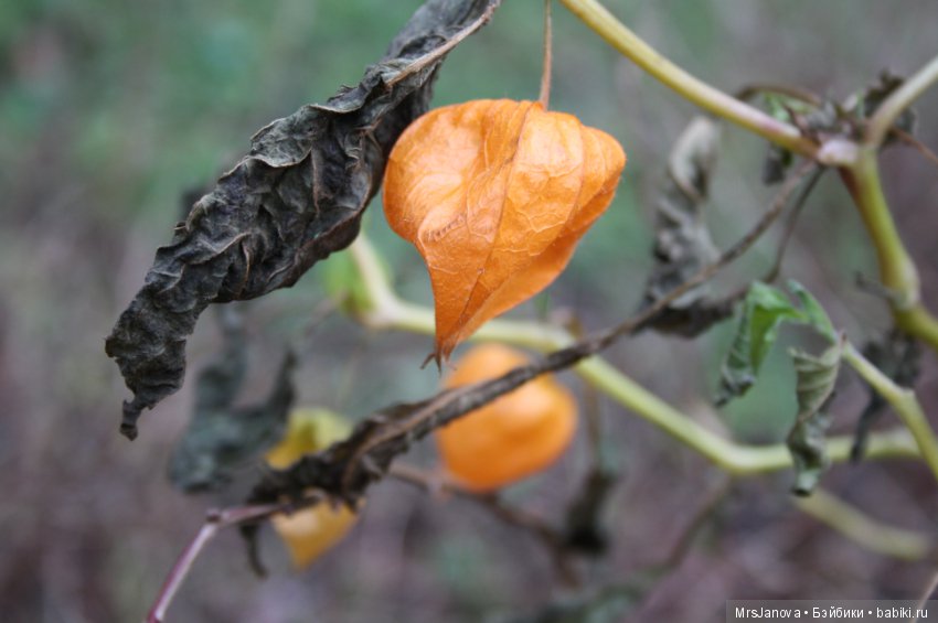 С первым снегом — Красивая природа и цветы: фото пейзажей (фото 10)