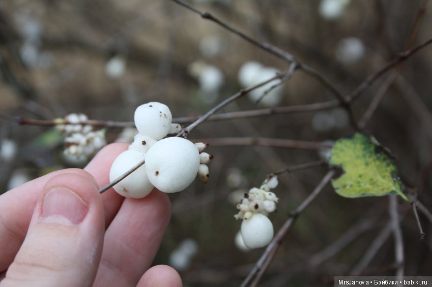 С первым снегом — Красивая природа и цветы: фото пейзажей (фото 5)