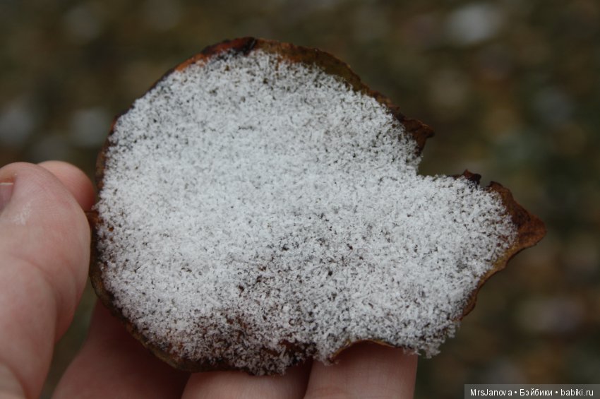 С первым снегом — Красивая природа и цветы: фото пейзажей