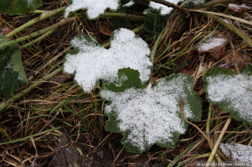 С первым снегом — Красивая природа и цветы: фото пейзажей (фото 3)