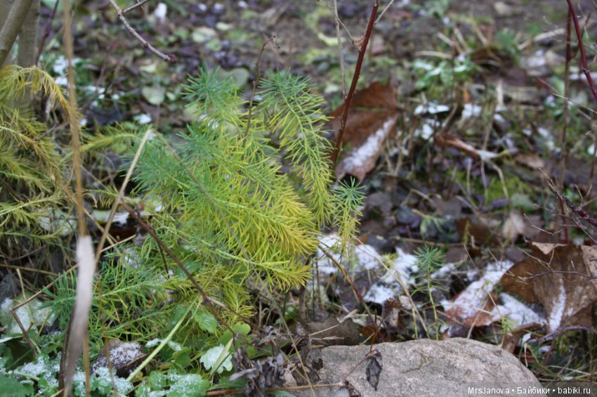 С первым снегом — Красивая природа и цветы: фото пейзажей (фото 2)