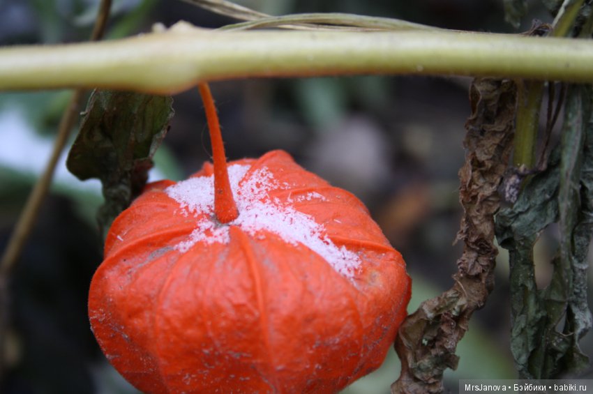 С первым снегом — Красивая природа и цветы: фото пейзажей