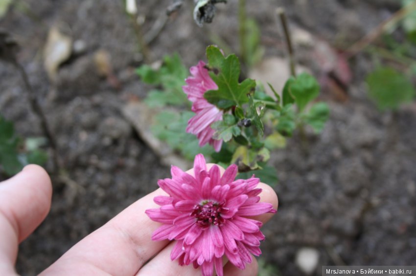 С первым снегом — Красивая природа и цветы: фото пейзажей (фото 9)
