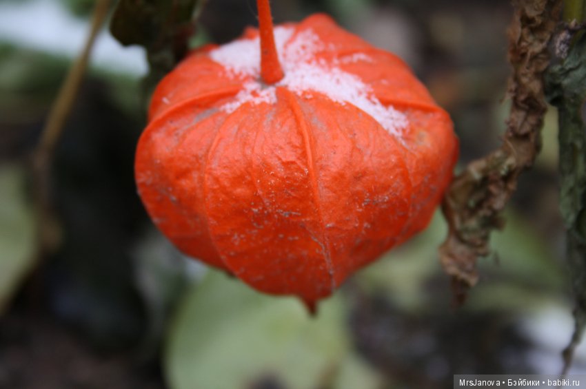 С первым снегом — Красивая природа и цветы: фото пейзажей