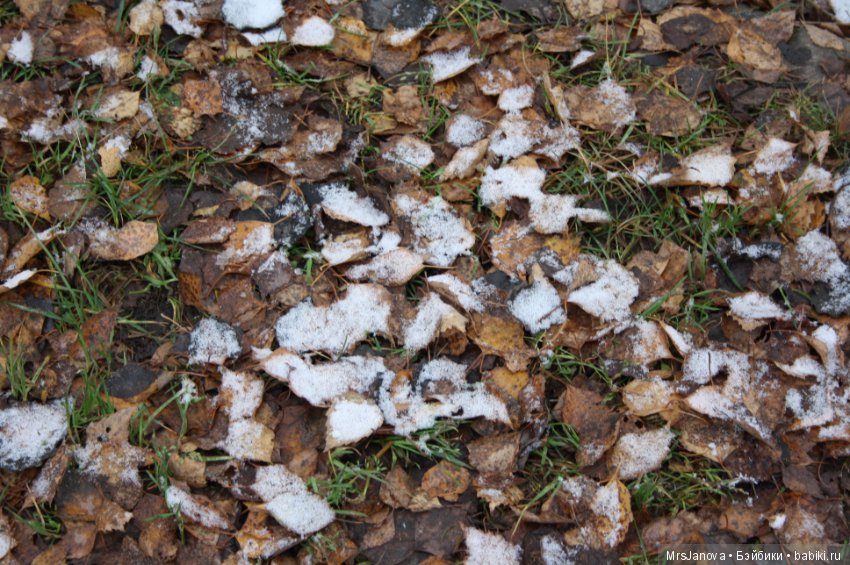 С первым снегом — Красивая природа и цветы: фото пейзажей