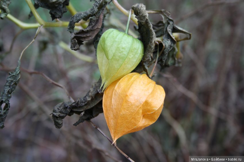 С первым снегом — Красивая природа и цветы: фото пейзажей