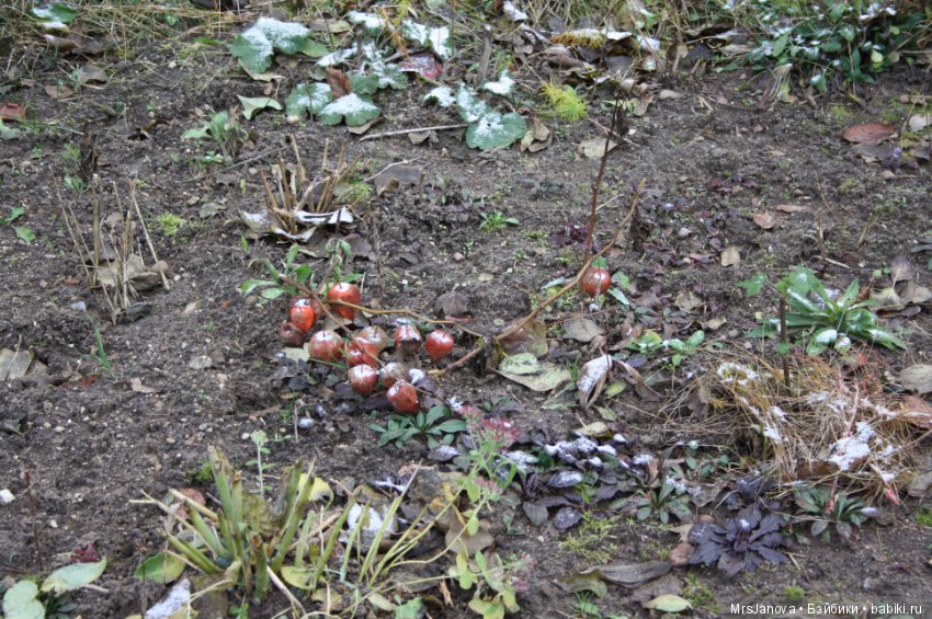 С первым снегом — Красивая природа и цветы: фото пейзажей (фото 7)