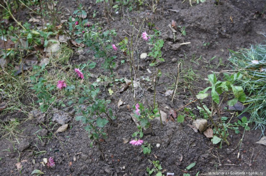 С первым снегом — Красивая природа и цветы: фото пейзажей (фото 8)