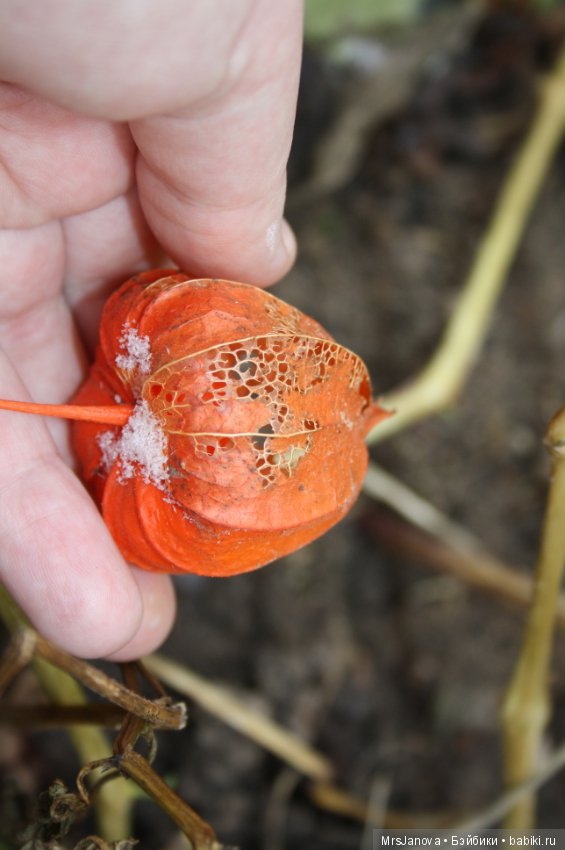 С первым снегом — Красивая природа и цветы: фото пейзажей