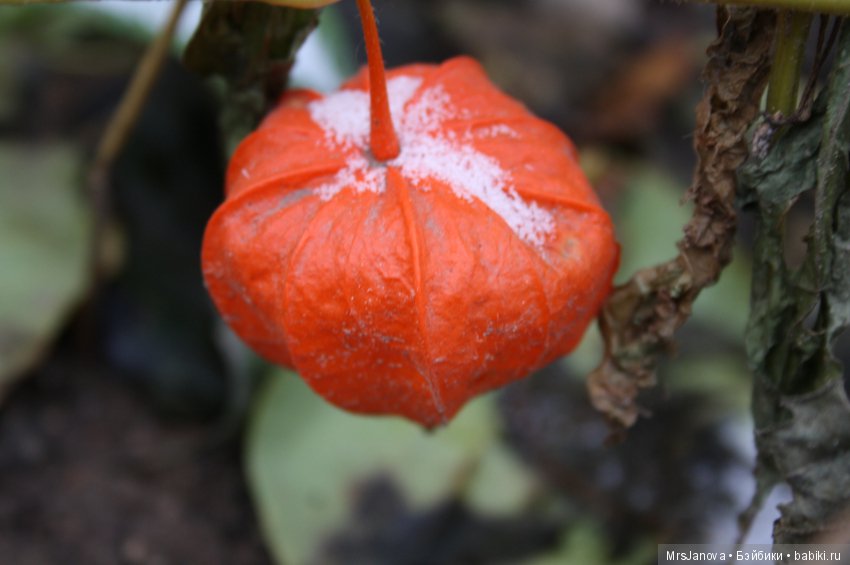 С первым снегом — Красивая природа и цветы: фото пейзажей