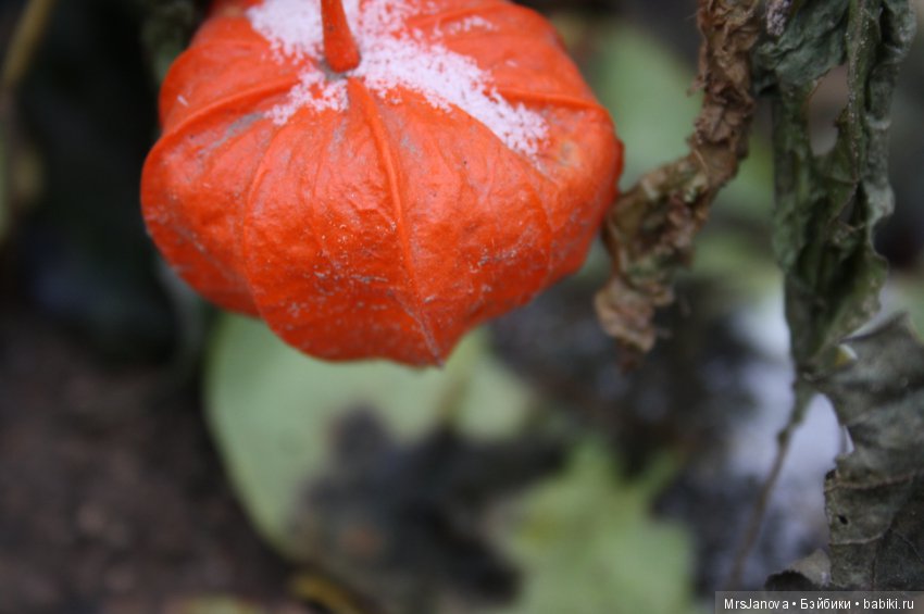 С первым снегом — Красивая природа и цветы: фото пейзажей