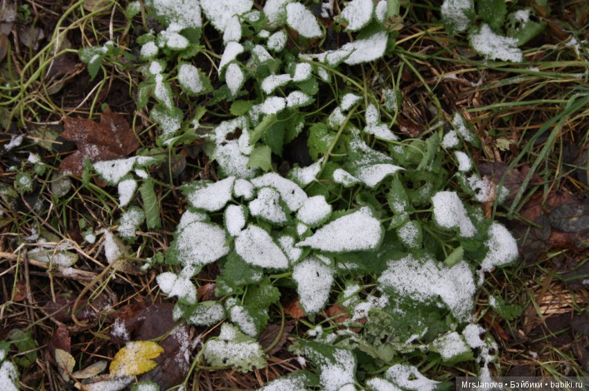 С первым снегом — Красивая природа и цветы: фото пейзажей (фото 4)