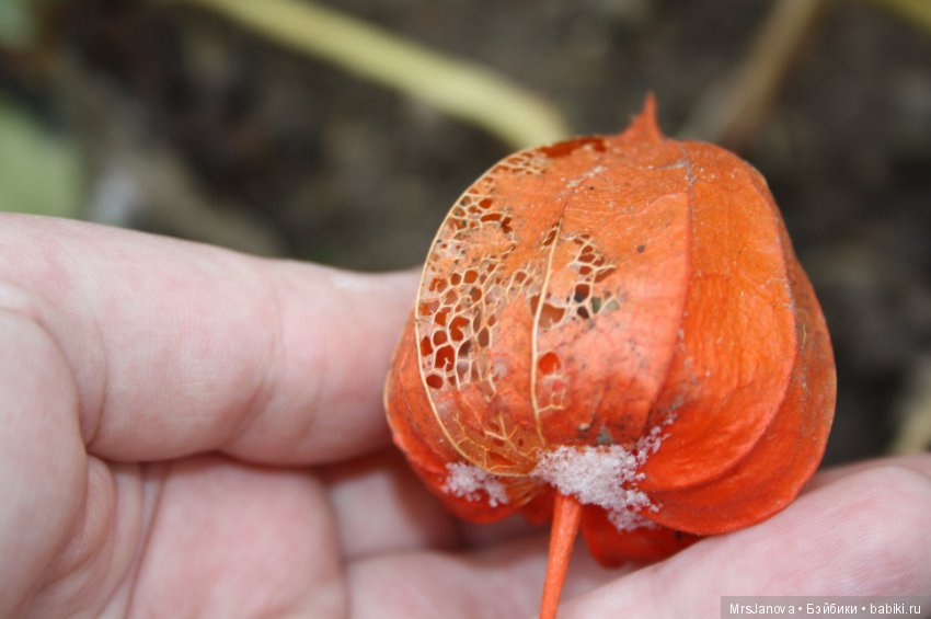 С первым снегом — Красивая природа и цветы: фото пейзажей