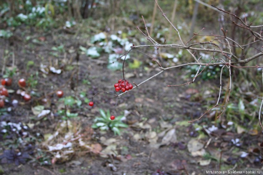 С первым снегом — Красивая природа и цветы: фото пейзажей